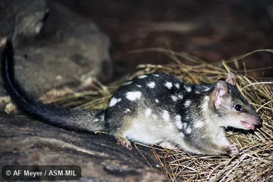 Also as Little Northern Native Cat. Also as Little Northern Native Cat.