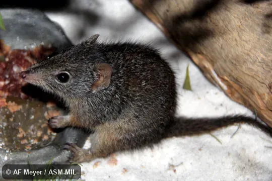 Also as Southern Dibbler. Also as Southern Dibbler.