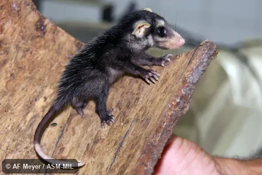 Juvenile. Also as Azara's Opossum|Big-eared Opossum|Brazilian Common Opossum|Gambá. Juvenile. Also as Azara's Opossum|Big-eared Opossum|Brazilian Common Opossum|Gambá.