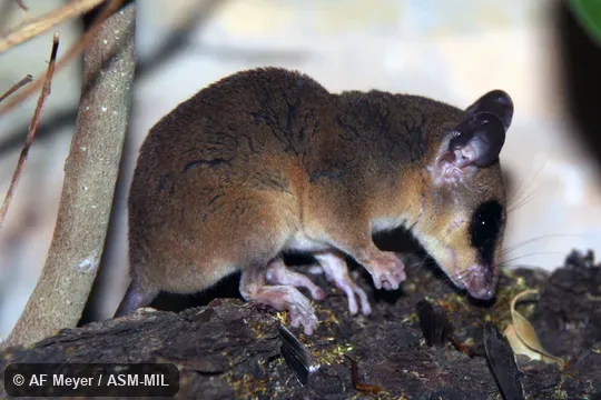 Colony established from wild caught animals from Guianas. Also as Murine Mouse Opossum|Murine Opossum. Colony established from wild caught animals from Guianas. Also as Murine Mouse Opossum|Murine Opossum.