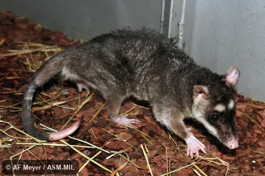 Colony established from wild caught animals from Guyana. Also as Guaiki. Colony established from wild caught animals from Guyana. Also as Guaiki.