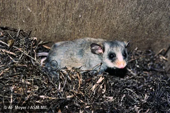 Also as Broom's Pygmy-possum|Burramys. Also as Broom's Pygmy-possum|Burramys.