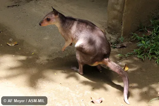 Also as Greater Forest Wallaby|Northern Forest Wallaby|White-striped Dorcopsis. Also as Greater Forest Wallaby|Northern Forest Wallaby|White-striped Dorcopsis.