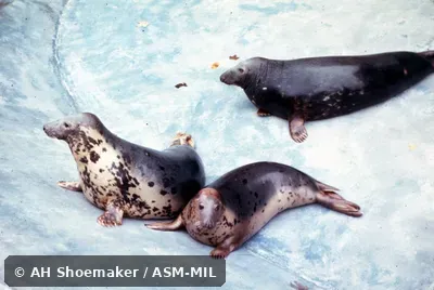 Two females and one male hauled out of water. Also as Atlantic Seal|Horsehead. Two females and one male hauled out of water. Also as Atlantic Seal|Horsehead.