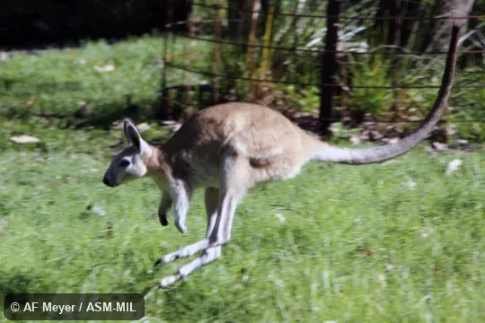 In mid-bound. Also as Left-hander|Organ-grinder|Right-hander|Sandy Nailtail Wallaby|Woop Woop|Wut Wut. In mid-bound. Also as Left-hander|Organ-grinder|Right-hander|Sandy Nailtail Wallaby|Woop Woop|Wut Wut.