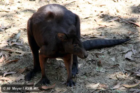Formerly Macropus bernardus. Also as Bernard's Kangaroo|Bernard's Wallaroo|Black Kangaroo|Northern Black Wallaroo. Formerly Macropus bernardus. Also as Bernard's Kangaroo|Bernard's Wallaroo|Black Kangaroo|Northern Black Wallaroo.