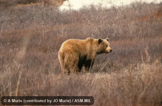 Side view of adult, Ursus arctos alascensis. Also as Grizzly Bear. Side view of adult, Ursus arctos alascensis. Also as Grizzly Bear.