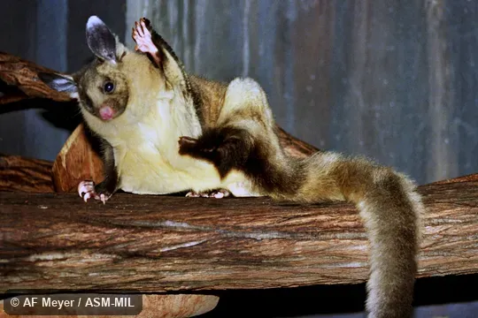Also as Bellied Glider|Fluffy Glider. Also as Bellied Glider|Fluffy Glider.