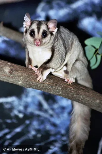Also as Ebony Glider|Slender-tailed Glider. Also as Ebony Glider|Slender-tailed Glider.
