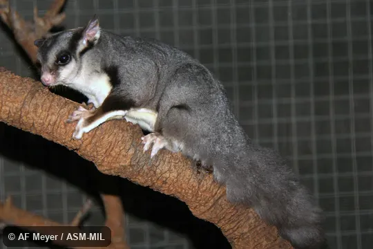 Also as Squirrel Flying Phalanger. Also as Squirrel Flying Phalanger.