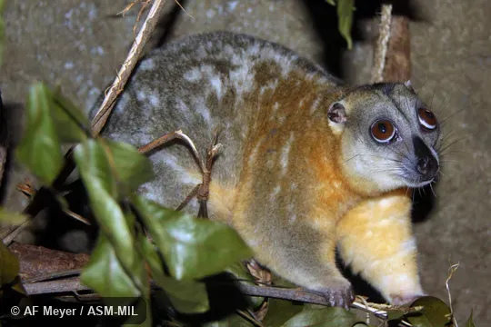 Also as Ornate Cuscus|Blue-eyed Cuscus. Also as Ornate Cuscus|Blue-eyed Cuscus.