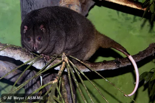 Also as Little Celebes Cuscus|Sulawesi Dwarf Cuscus. Also as Little Celebes Cuscus|Sulawesi Dwarf Cuscus.