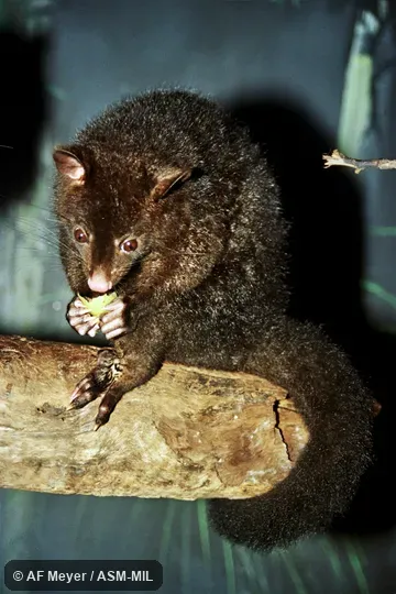 Also as Northern Bobuck. Also as Northern Bobuck.