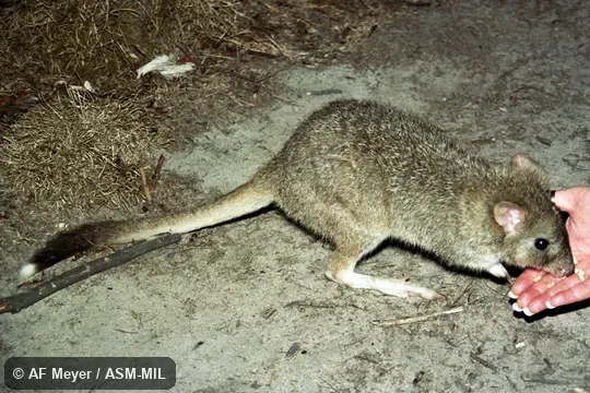 Also as Eastern Rat-kangaroo|Gaimard's Bettong|Gaimard's Rat-kangaroo|Southern Bettong|Tasmanian Bettong|Tasmanian Rat-kangaroo. Also as Eastern Rat-kangaroo|Gaimard's Bettong|Gaimard's Rat-kangaroo|Southern Bettong|Tasmanian Bettong|Tasmanian Rat-kangaroo.