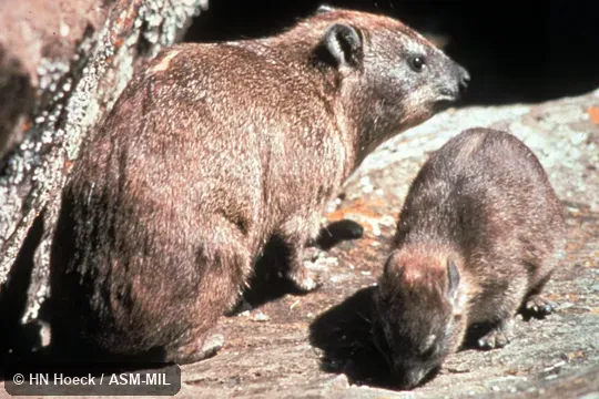 Adult with young. Procavia capensis habessinica, Abyssinian Hyrax. Also as Klipdassie. Adult with young. Procavia capensis habessinica, Abyssinian Hyrax. Also as Klipdassie.