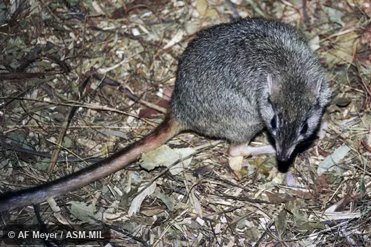 Also as Brush-tailed Bettong|Tropical Bettong. Also as Brush-tailed Bettong|Tropical Bettong.