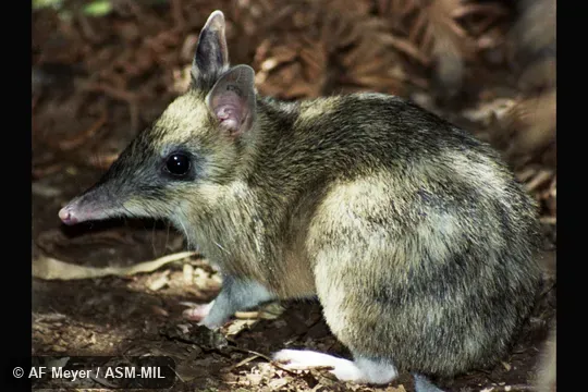 Also as Gunn's Bandicoot|Tasmanian Barred Bandicoot. Also as Gunn's Bandicoot|Tasmanian Barred Bandicoot.