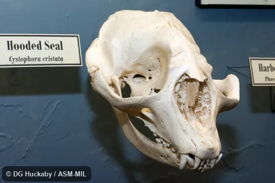 Anterolateral view of skull of adult. Also as Bladdernose Seal|Crested Seal. Anterolateral view of skull of adult. Also as Bladdernose Seal|Crested Seal.
