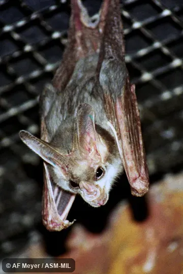 Also as Australian False-vampire|Ghost Bat. Also as Australian False-vampire|Ghost Bat.