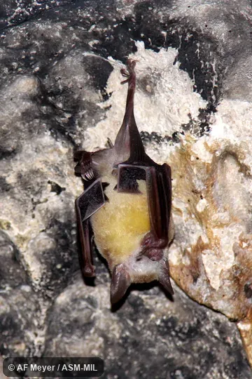 Erophylla sezekorni planifrons. Erophylla sezekorni planifrons.