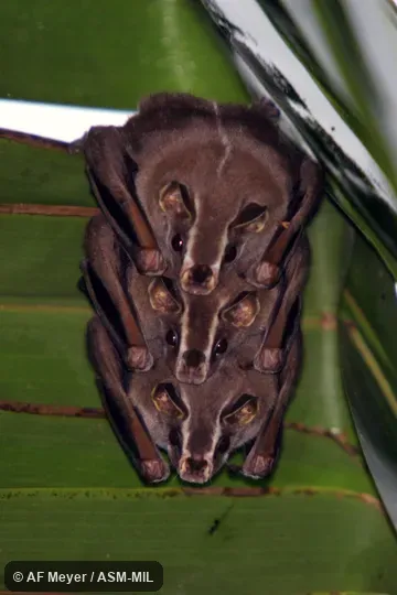 Formerly Uroderma bilobatum convexum, Common Tent-making Bat. Formerly Uroderma bilobatum convexum, Common Tent-making Bat.