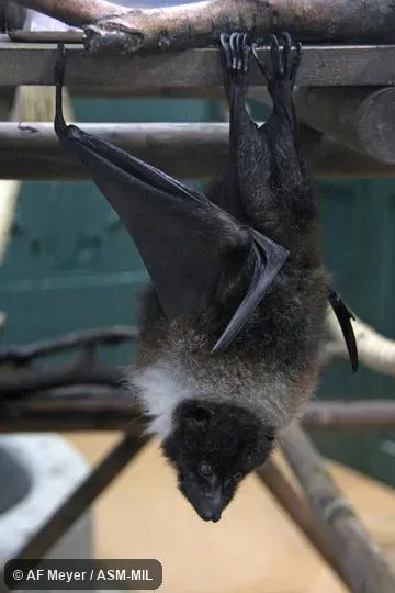 Also as Daito Flying Fox|Erabu Flying Fox|Formosan Flying Fox|Taiwanese Flying Fox|Orii's Flying Fox|Yaeyama Flying Fox. Also as Daito Flying Fox|Erabu Flying Fox|Formosan Flying Fox|Taiwanese Flying Fox|Orii's Flying Fox|Yaeyama Flying Fox.