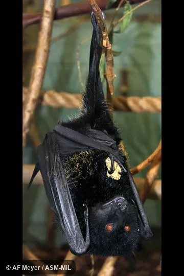 Also as Comoro Flying Fox|Livingstone's Fruit Bat. Also as Comoro Flying Fox|Livingstone's Fruit Bat.