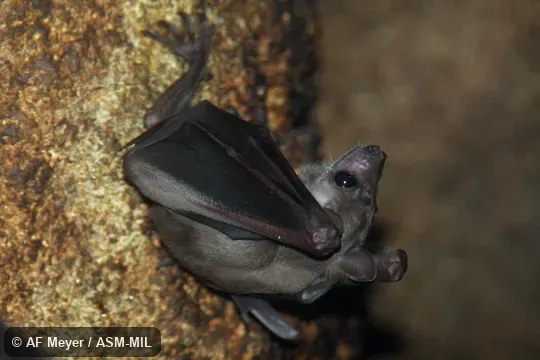 Formerly Rousettus lanosus or Stenonycteris lanosus. Also as Long-haired Rousette. Formerly Rousettus lanosus or Stenonycteris lanosus. Also as Long-haired Rousette.