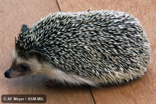 Formerly Erinaceomorpha. Also as Algerian Hedgehog. Formerly Erinaceomorpha. Also as Algerian Hedgehog.
