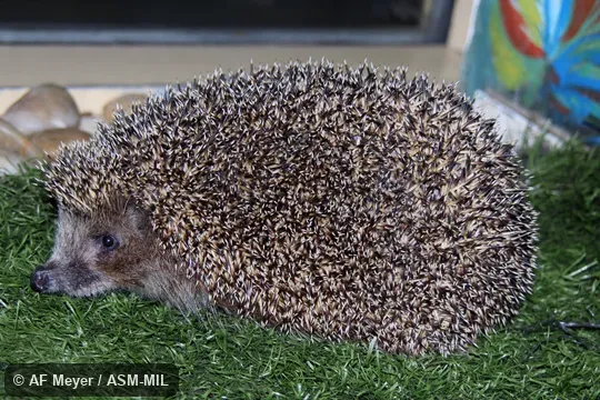 Formerly Erinaceomorpha. Also as Eastern European Hedgehog. Formerly Erinaceomorpha. Also as Eastern European Hedgehog.