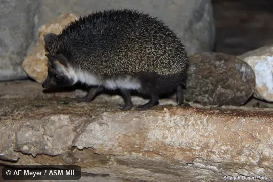 Formerly Erinaceomorpha. Also as Ethiopian Hedgehog. Formerly Erinaceomorpha. Also as Ethiopian Hedgehog.