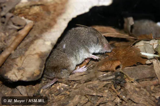 Formerly as Cryptotis parva. Formerly Soricomorpha. Also as American Least Shrew. Formerly as Cryptotis parva. Formerly Soricomorpha. Also as American Least Shrew.