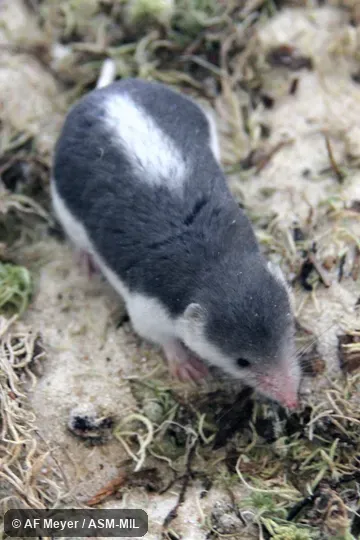 Formerly Soricomorpha. Formerly Diplomesodon pulchellum. Also as Turkestan Desert Shrew. Formerly Soricomorpha. Formerly Diplomesodon pulchellum. Also as Turkestan Desert Shrew.