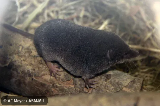 Formerly Soricomorpha. Formerly Soricomorpha.