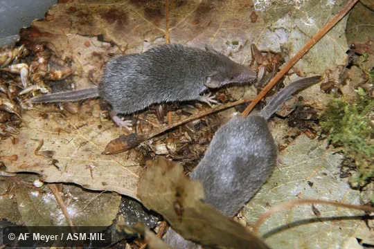 Formerly Soricomorpha. Also as Common Dwarf Shrew|Etruscan Dwarf Shrew|Pygmy White-toothed Shrew|Savi's Pygmy Shrew. Formerly Soricomorpha. Also as Common Dwarf Shrew|Etruscan Dwarf Shrew|Pygmy White-toothed Shrew|Savi's Pygmy Shrew.