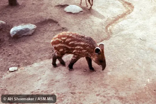 Young in striped and spotted coat. Also as Andean Tapir|Woolly Tapir. Young in striped and spotted coat. Also as Andean Tapir|Woolly Tapir.