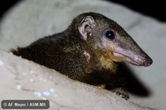 Also as Calamian Treeshrew. Also as Calamian Treeshrew.