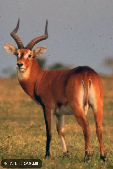 Side view of standing male. Kobus kob thomasi. Also as Kobus thomasi, Uganda Kob|Thomas's Kob. Side view of standing male. Kobus kob thomasi. Also as Kobus thomasi, Uganda Kob|Thomas's Kob.