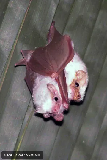 Also as White Ghost Bat. Also as White Ghost Bat.