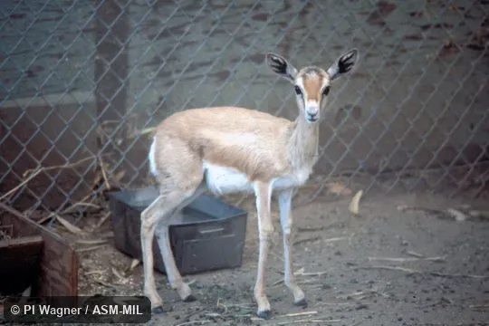 Juvenile, oblique view Juvenile, oblique view