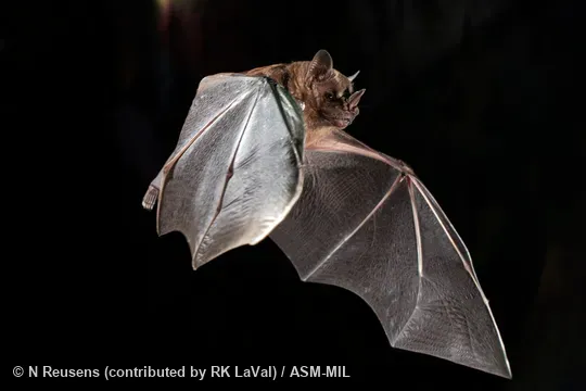 Formerly Artibeus toltecus. Formerly Artibeus toltecus.