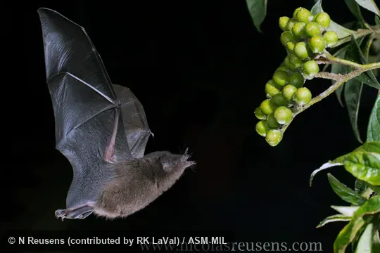 Also as Brown Long-tongued Bat Also as Brown Long-tongued Bat