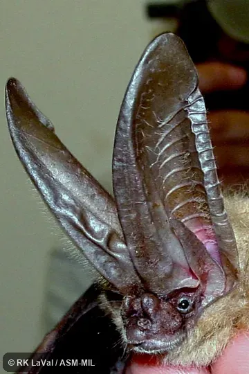 Formerly part of Corynorhinus mexicanus, Mexican Big-eared Bat. Formerly part of Corynorhinus mexicanus, Mexican Big-eared Bat.