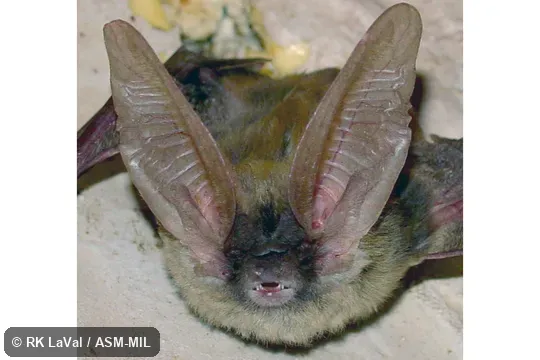 Also as Lappet-browed Bat|Mexican Big-eared Bat. Also as Lappet-browed Bat|Mexican Big-eared Bat.