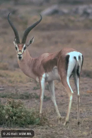Standing male, side view Standing male, side view