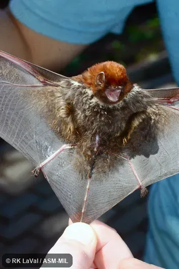 Also as Red-faced Red Bat. Also as Red-faced Red Bat.