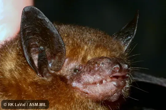Also as Southern Little Yellow Bat. Also as Southern Little Yellow Bat.