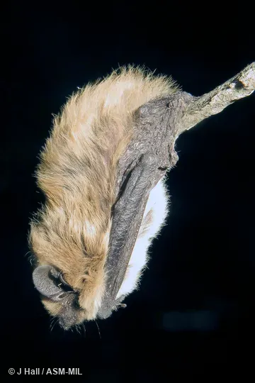 Formerly Hypsugo alaschanicus. Also as Korean Pipistrelle. Formerly Hypsugo alaschanicus. Also as Korean Pipistrelle.