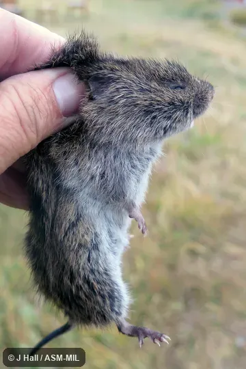 Formerly Microtus fortis. Also as Yangtze Vole. Formerly Microtus fortis. Also as Yangtze Vole.