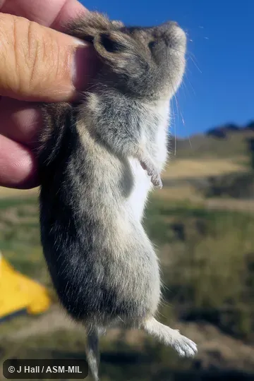 Also as Gobi Altai's Vole. Also as Gobi Altai's Vole.